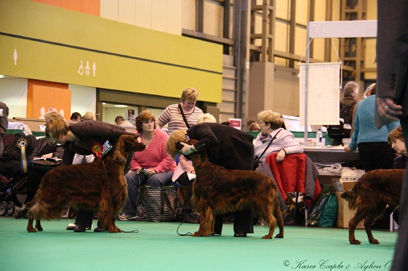 Crufts2011_2 148.jpg